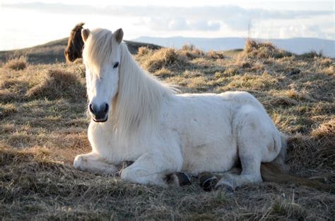 9 Things You Didn’t Know About the Icelandic Horse – What's On in ...