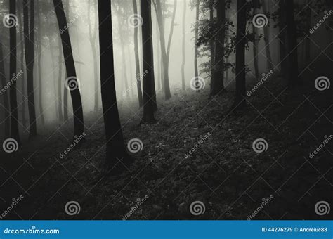 Dark Creepy Spooky Forest with Fog Stock Image - Image of dreamy, flora ...