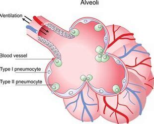 Pulmonary Alveoli Diagram