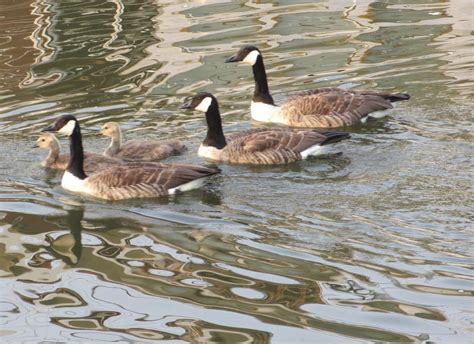 Cannundrums: Atlantic Canada Goose