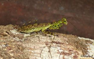 Little Mantis, Liturgusa sp. | from Tamandua Ecolodge & Rese… | Flickr