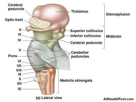 Cerebral Peduncle - Functions & Structure [ Complete Guide ]