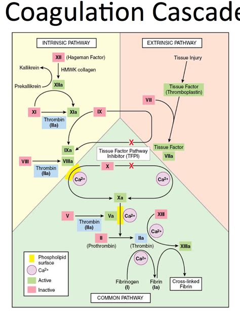 Coagulation Cascade Diagram Simple Coagulation Cascade