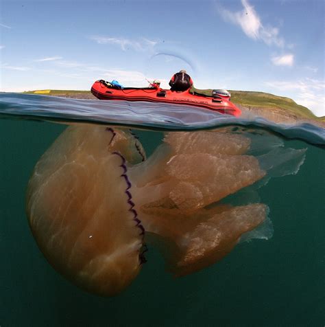 Migliaia di meduse giganti si stanno ammassando presso la costa sud ...