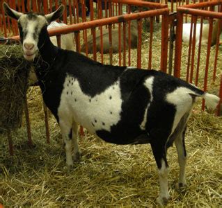 Breeds of Dairy Goats - Alpine