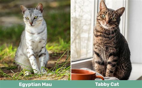 Egyptian Mau vs. Tabby Cat: The Differences (With Pictures) - Excited Cats