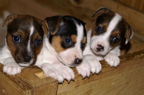 Jack Russell Terrier Wallpapers - Wallpaper Cave