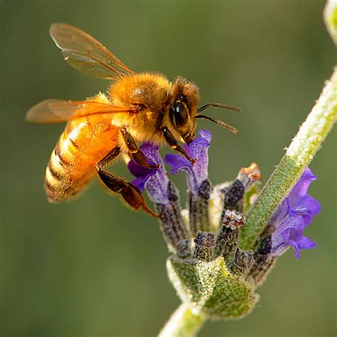 Amazing Facts About Honey Bees – Wow Amazing