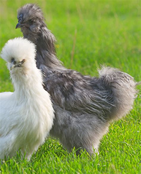 Silkie Chicken Lavender