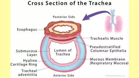 Tracheobronchial tree anatomy and bronchoscopy | PPT