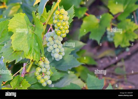 green grapes in vineyard Stock Photo - Alamy