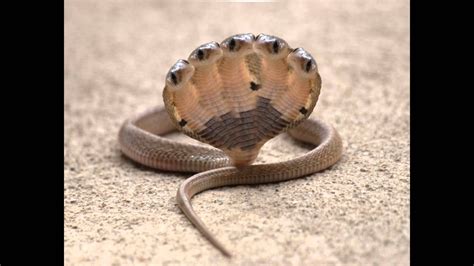 Pin by Unbelievable Facts 100 on Unbelievable Videos | Snake photos, Snake, Lizard