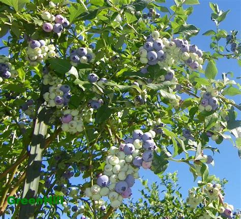 BC Highbush Blueberry Plant- 50 Seeds - High Yielding Blueberries ...