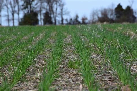 Row Crops | Crop and Forage Weed Management | Virginia Tech