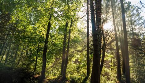 Premium Photo | Forest sunlight natural background