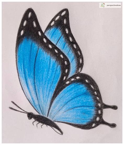 Butterfly drawing 🦋 Follow for more drawings #drawings #drawing # ...