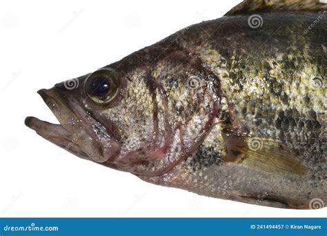 Ruffe Fish stock image. Image of aquarium, colorful - 241494457