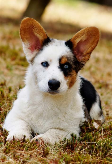 Choosing the Right Dog From a Corgi Rescue | Corgi Rescue Ma