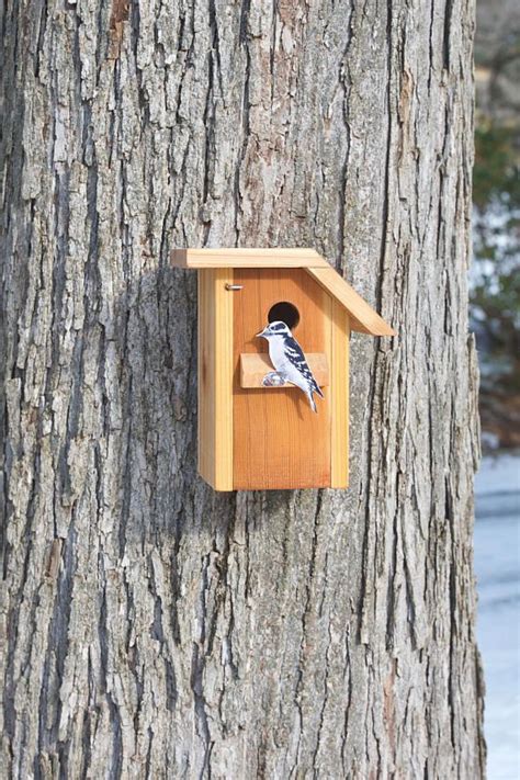 Downy Woodpecker Cedar Bird House - Etsy | Bird house, Downy woodpecker ...