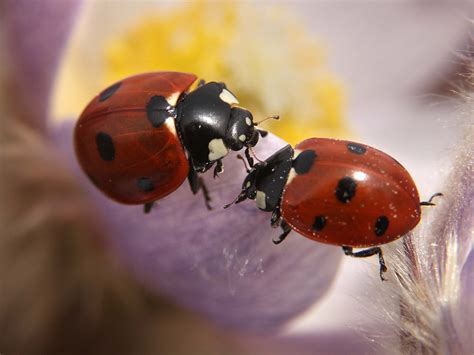 California ladybug swarm dozens of miles wide shows up on radar | Canoe.Com