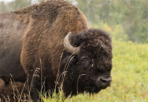 Wood Bison Canada Stock Photos, Pictures & Royalty-Free Images - iStock