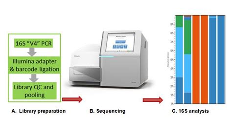 16S RRNA Sequencing Cartoon