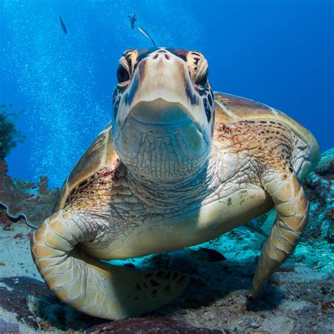 Sea turtles in the Coral Sea | Australian Marine Parks