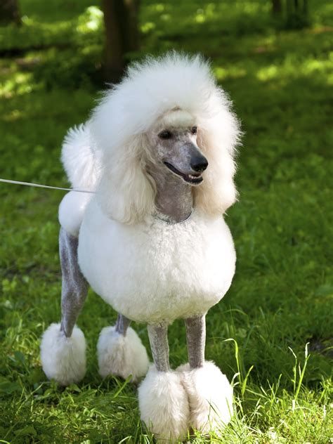 Poodle - Dog-Breeds.net