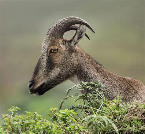 Nilgiri tahr Photograph by Puttaswamy Ravishankar