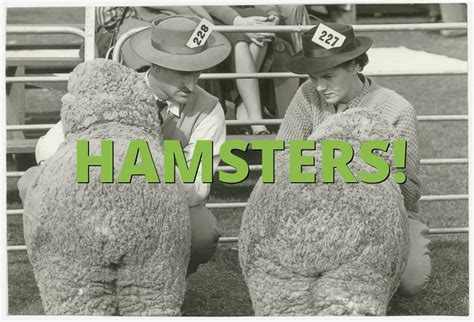 HAMSTERS! Slang Term » What does HAMSTERS! mean? » Slang.org