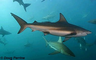 Carcharhinus brachyurus – Discover Fishes