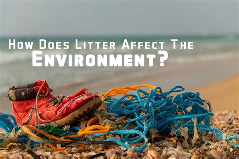 How Does Litter Affect the Environment? – ICA Agency Alliance, Inc.