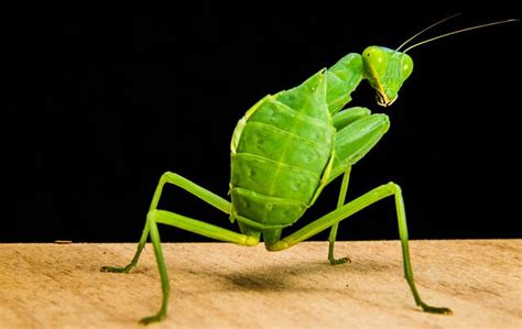 Praying Mantis Food & Feeding | Keeping Exotic Pets