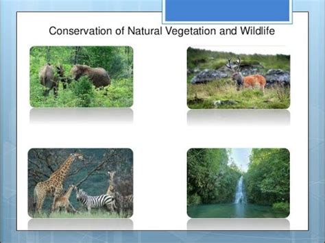 Conservation of Natural Vegetation and Wildlife resources - YouTube