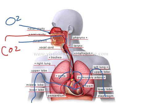 Circulatory Respiratory System Brickmanfoldable 3d Model Printable ...