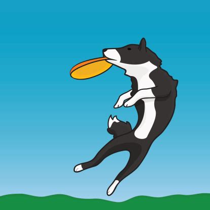 Dog And Frisbee Stock Illustration - Download Image Now - iStock