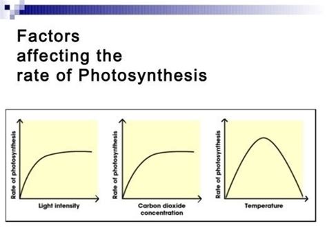 Factors Affecting Photosynthesis Diagram | Quizlet