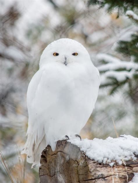 25 White Owl Dream Meaning and Interpretations