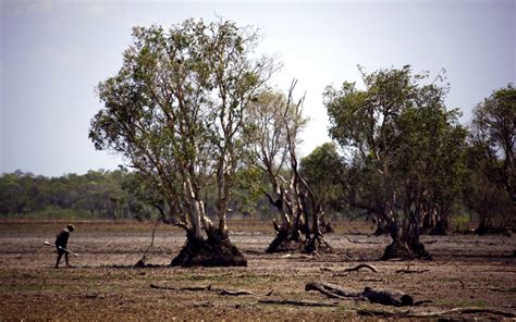 Aboriginal crocodile hunters