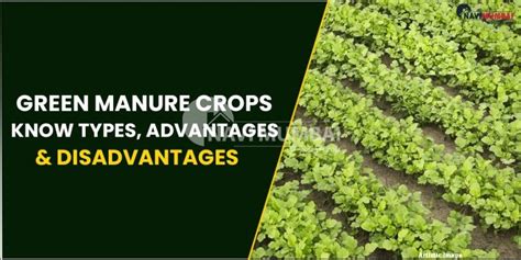 Green Manure Crops : Know Types, Advantages & Disadvantages