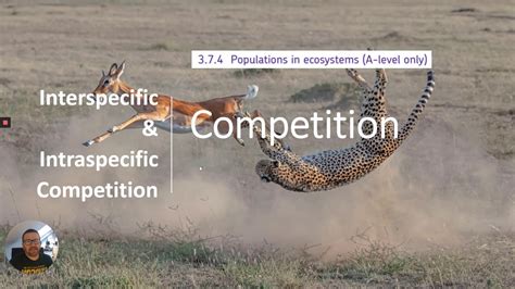 Interspecific Competition Examples