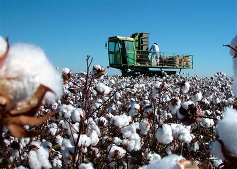 Harvesting - Barnhardt Purified Cotton