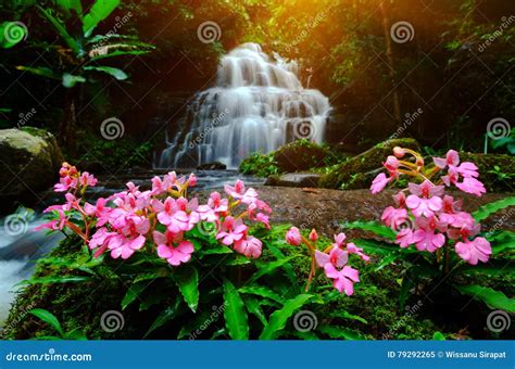 Background Blur Mandang Waterfall in Thailand.with a Pink Flower Stock ...