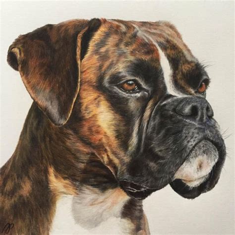 Pin by arizona on dieren tekenen en schilderen | Boxer dogs art, Dog drawing, Boxer dogs