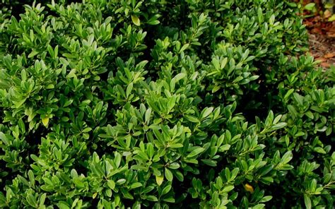 Buy Hoogendorn Holly - Ilex crenata 'Hoogendorn' - 3 Gallon - Shrubs - Deer Resistant