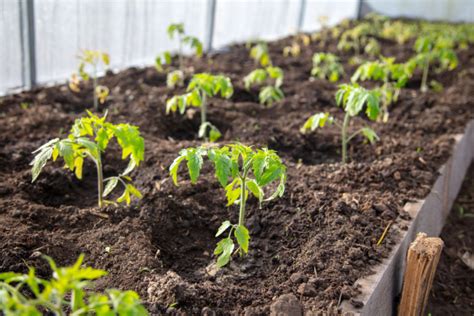 Tomato Plant Spacing - How Far Apart To Plant Tomato Plants? - Tomato Bible