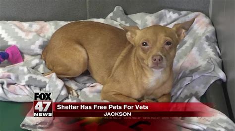 Jackson's animal shelter offering pets for vets