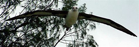 Extraordinary wingspan of Laysan Albatross Midway Island Photograph by Sam Hall - Pixels