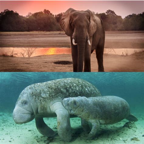 Which animal is the elephant’s cousin? - The Petri Dish