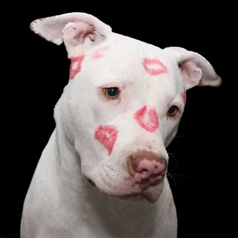 Free Images : white, puppy, love, red, sitting, kiss, romance, kissing, shelter, lips ...